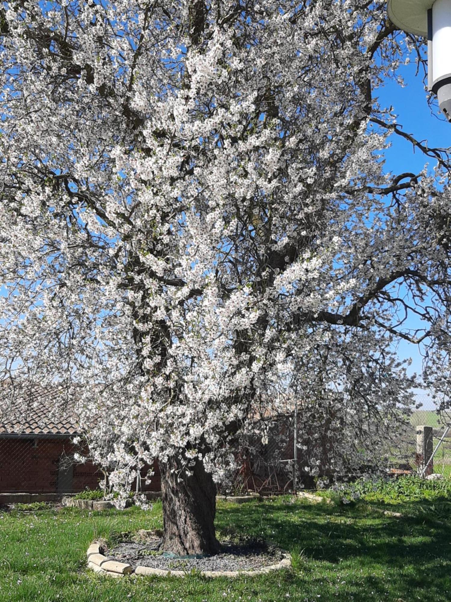 Villarmayor  El Almendro Del Cura 빌라 외부 사진
